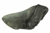 Partial Fossil Megalodon Tooth - South Carolina #125260-1